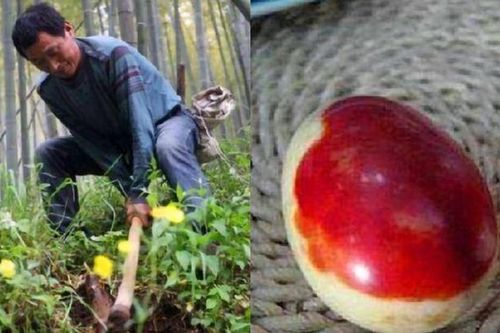 Đang đào măng, lão nông vô tình 'va phải' báu vật tiền tỷ