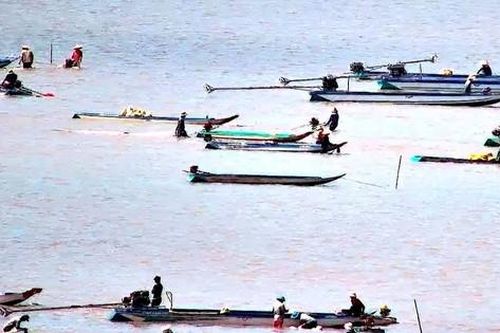 Dòng người khai thác 'lộc trời' ở vùng ven biển Mũi Cà Mau