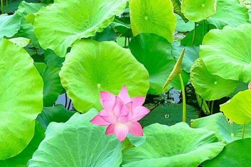 Mùa sen Vân Hội