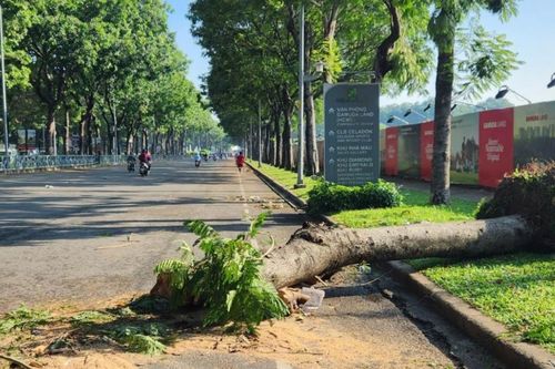Đường TP.HCM ngổn ngang cây xanh ngã đổ sau trận mưa giông lớn