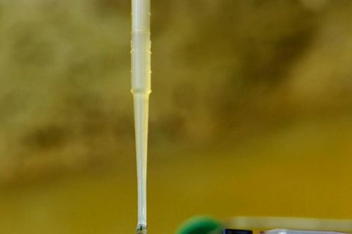 Xâm nhập mặn khiến nông dân 'tiến thoái lưỡng nan'