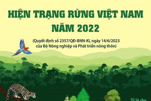Tổng quan về hiện trạng rừng Việt Nam năm 2022