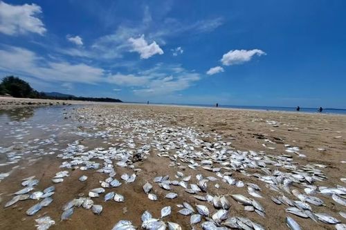 Sinh vật phù du nở rộ có thể là nguyên nhân cá chết hàng loạt tại Thái Lan