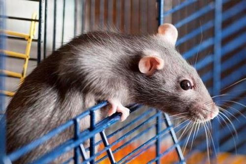 Chuột chạy rầm rầm trên trần nhà: Làm cách này là diệt sạch, chẳng tốn 1 xu