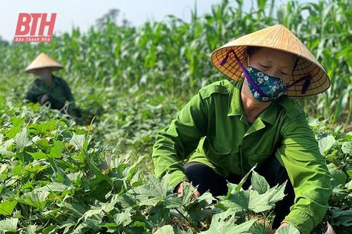 Phát triển chuỗi cung ứng thực phẩm an toàn