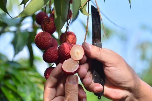 Vải ngọc không hạt 'cháy hàng' cả trong và ngoài nước