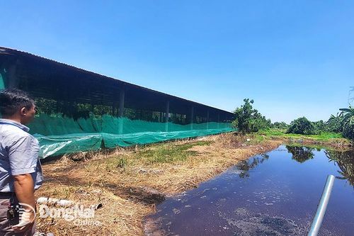 Phát hiện một cơ sở chăn nuôi đấu nối hàng trăm mét ống xả nước thải ra suối, gây ô nhiễm môi trường
