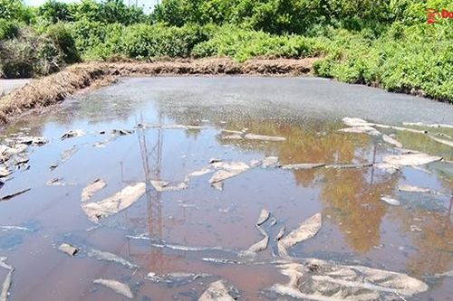 Phát hiện cơ sở chăn nuôi 'lén lút' xả thải ra môi trường