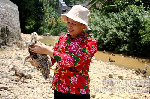Hội viên phụ nữ làm giàu từ chăn nuôi vịt cổ xanh