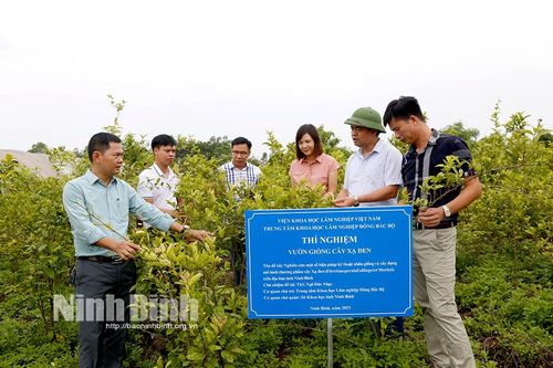Kiểm tra tiến độ đề tài 'Nhân giống và xây dựng mô hình thương phẩm cây Xạ đen'
