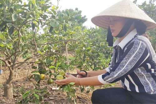 Hiểu để thích nghi