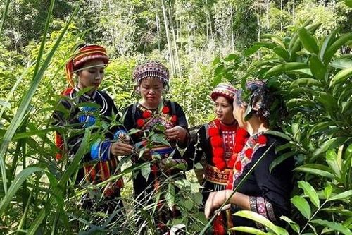 Niềm vui của đồng bào người Dao vùng cao Bắc Kạn