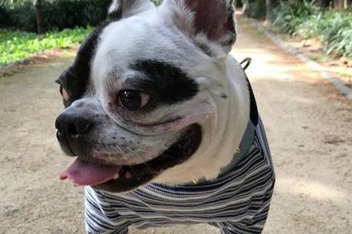 Kỳ cuối: Vụ chó cắn chết người gây tranh cãi ở Hàn Quốc