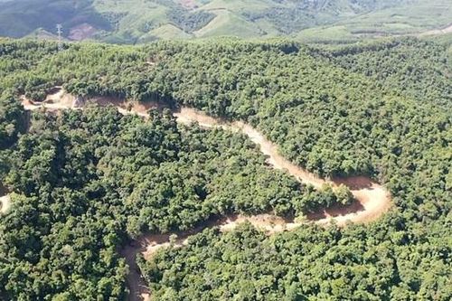 Quảng Ngãi: Báo cáo về vụ phá rừng ở thị xã Đức Phổ