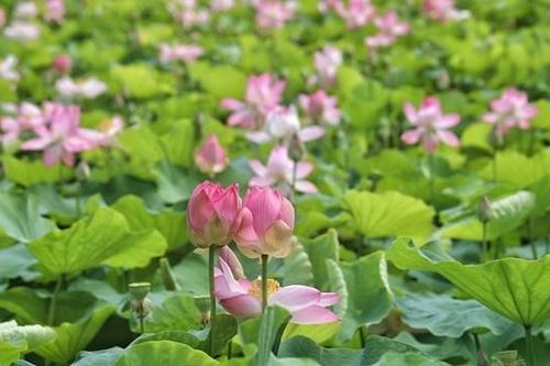 Ninh Bình: Cánh đồng sen nở rộ dưới chân núi Ngọa Long hút khách