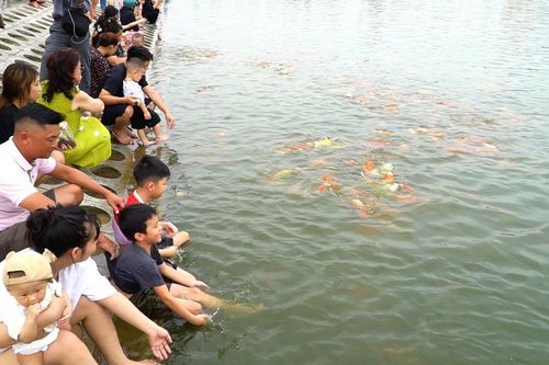 Người Hà Nội thích thú khi ngắm hàng nghìn con cá koi ở hồ Tây