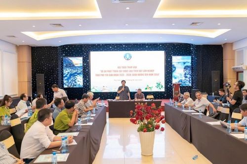 Phú Yên: Mở hướng phát triển dược liệu dưới tán rừng và đất lâm nghiệp