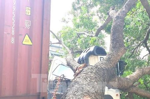 Tài xế container hoảng hồn khi cây xanh cổ thụ bất ngờ đè bẹp cabin
