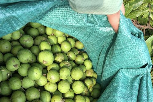 Sấu vào mùa giá rẻ bèo, tiểu thương bán vài tấn một ngày