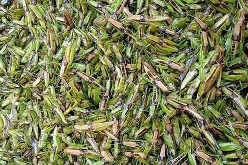 'Tôm bay' chốn thôn quê bỗng thành đặc sản đắt đỏ, được săn lùng