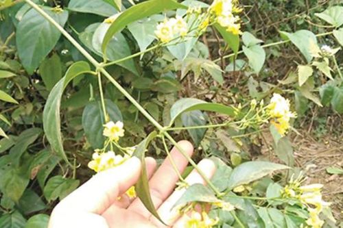 Bị bố mắng, chàng trai 19 tuổi ăn loại lá kịch độc