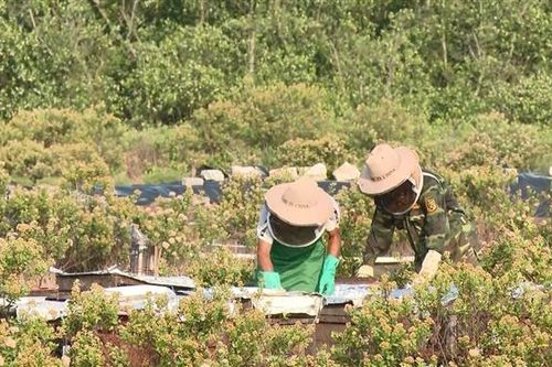 Mùa mật ong trên những khu rừng ngập mặn Kim Sơn