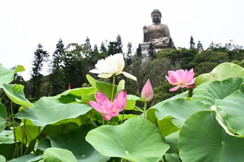 Nét độc đáo của triển lãm hoa sen Hong Kong