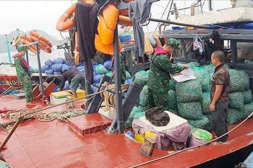 Quảng Ninh: Bắt giữ 3 tàu khai thác thủy sản trái phép