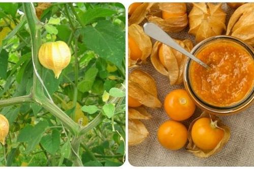 Quả tầm bóp có tác dụng gì?
