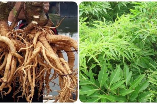 4 tác hại không ngờ của cây đinh lăng nếu dùng sai cách