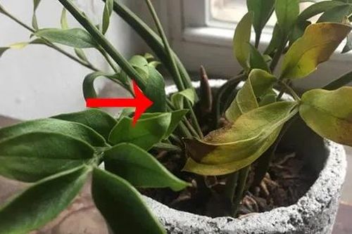 Cây kim tiền 'sợ' nhất 3 thứ: Cứ làm sai bảo sao cây chậm lớn, mãi không mọc chồi ra hoa