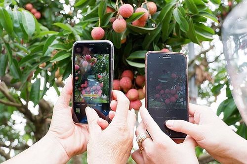 Vải thiều Lục Ngạn 'phủ sóng' các sàn thương mại điện tử