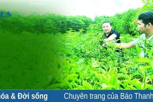 Cây 'xóa đói, giảm nghèo' ở huyện Như Xuân