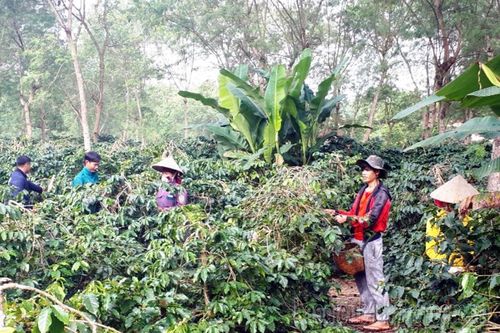 Sức sống mới ở Ẳng Nưa