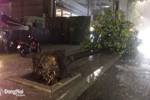 Phòng ngừa cây xanh ngã đổ mùa mưa bão