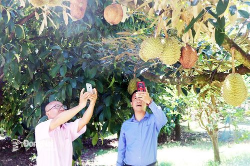 Hơn 26 ngàn du khách đến với lễ hội Trái cây Long Khánh 2023