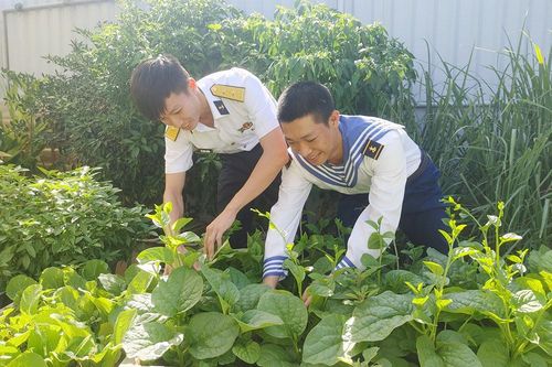 Rau xanh trên đảo và nhà giàn