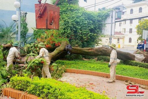 Phòng tránh thiệt hại do cây xanh đô thi gãy, đổ trong mùa mưa bão