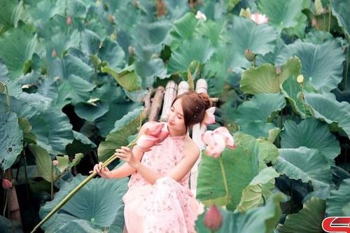 Đầm sen Chiềng Ngần khoe sắc