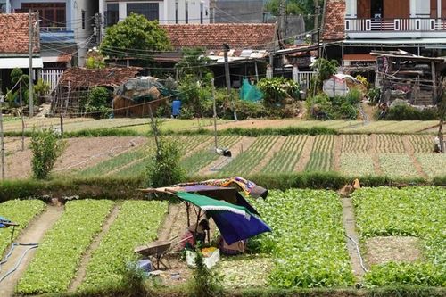 Phú Yên chấp thuận dự án chế biến xuất khẩu gạo với tổng vốn đầu tư 590 tỷ đồng