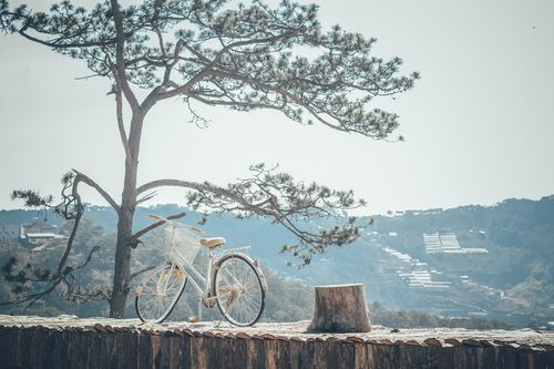 Tiếng chim hót trong mưa
