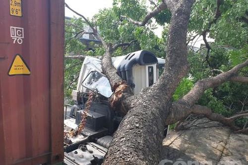 Cây cổ thụ bật gốc đè móp cabin xe container
