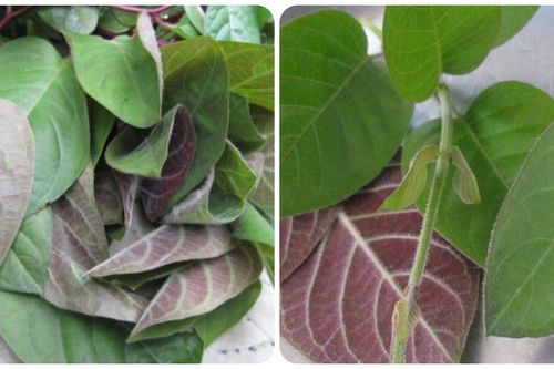 Lá mơ có tác dụng gì?