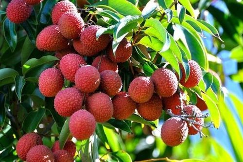 Vải thiều Việt Nam 'đi máy bay' sang khắp thế giới