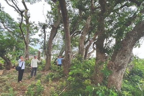 Nỗi niềm vườn lộc vừng cổ