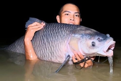 Săn 'thủy quái' đập Khe Là