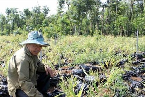 Vụ nông dân 'cay mắt' với gừng liên kết: Cơ quan điều tra vào cuộc