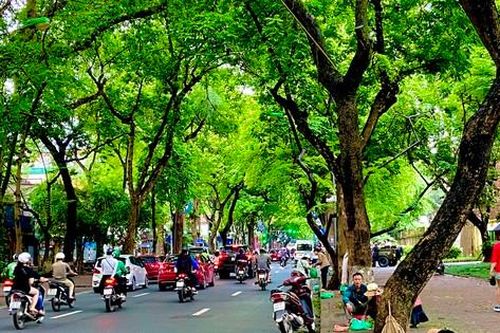 Hà Nội mùa sấu xanh mát phố phường