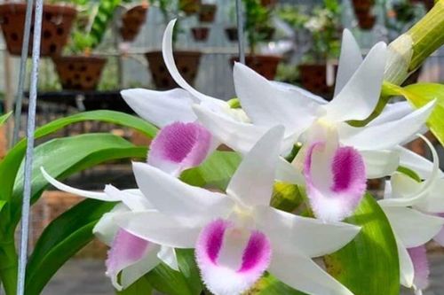 Những loại hoa gây 'sốt' một thời giờ rớt giá thê thảm