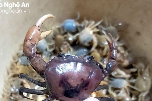 Cua đồng Yên Thành 'cháy hàng', có thời điểm lên 120.000 đồng/kg